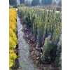 Taxus baccata Kazimierz Nowak
