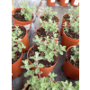 Kocimiętka Faassena Six Hill`s Giant - Nepeta faassenii