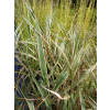 Mozga trzcinowata Picta-Phalaris arundinacea