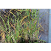 Miskant chiński Zebrinus - Miscanthus sinensis