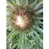 Dziewięćsił łodygowy-Carlina acualis ssp.simplex