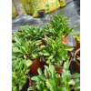 Jastrun wielki Silberprinzesschen - Luecanthemum maximum Nanus