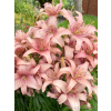 Lilia azjatycka Sorocaba-Lilium asiatic