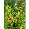 Pięciornik nepalski-Potentilla nepalensis
