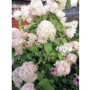 Hortensja bukietowa Mega Pearl-Hydrangea paniculata