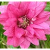 Malina okazała Olympic Double - Rubus spectabilis