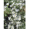 Rogownica kutnerowata-Cerastium bibersteinii