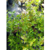 Borówka Bluecrop-Vaccinium corymbosum