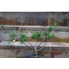 Jałowiec chiński Shimpaku - Juniperus chinensis 0088