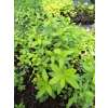 Tawuła Douglasa-Spiraea douglasii