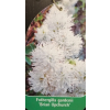 Fotergilla olszolistna Carolina (Brian Upchurch)-Fothergilla gardenii