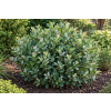 Fotergilla olszolistna Glaucophylla - Fothergilla gardenii