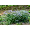 Bodziszek Renarda Philippe Vapelle - Geranium renardii