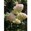Hortensja bukietowa Limelight-Hydrangea paniculata
