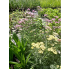 Krwawnik pospolity - Achillea millefolium Colorado