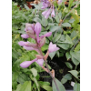 Funkia Halcyon-Hosta