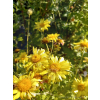 Złocień ogrodowy - Chrysanthemum indicum (hortorum)