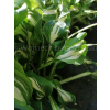 Funkia falista-Hosta