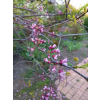 Judaszowiec kanadyjski-Cercis canadensis
