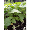 Katalpa zwyczajna-Catalpa bignonioides