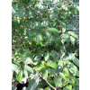 Śliwa tarnina-Prunus spinosa