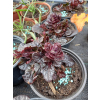 Dąbrówka rozłogowa bordowa-Ajuga reptans