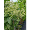 Perukowiec podolski Kanari-Cotinus coggygria