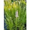 Liatria kłosowa biała-Liatris spicata