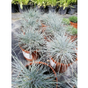 Kostrzewa sina Uchte - Festuca glauca Uchte