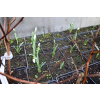 Śnieżyczka - Galanthus nivalis