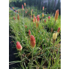 Trytoma groniasta-Kniphofia