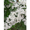Głóg jednoszyjkowy-Crataegus monogyna