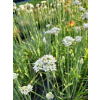 Szczypior czosnkowy - Allium tuberosum