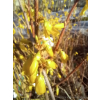 Forsycja zielona Kumson-Forsythia viridissima