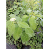 Dereń rozłogowy Flaviramea-Cornus sericea