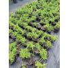Jałowiec chiński Shimpaku-Juniperus chinensis