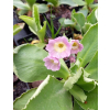 Pierwiosnek omszony-Primula pubescens