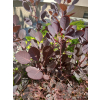 Perukowiec podolski Lilla-Cotinus coggygria
