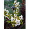 Jaśminowiec Yellow Hill-Philadelphus