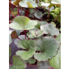 Języczka pomarańczowa-Ligularia dentata Midnight Lady