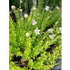 Platykodon różowy-Platycodon grandiflorus