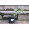 Jalowiec łuskowy Holger - Juniperus squamata 0003