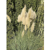 Trawa pampasowa - Cortaderia selloana