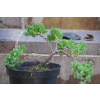 Jałowiec rozesłany Nana - Juniperus procumbens 0026