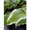 Funkia z białymi obrzeżami-Hosta