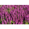 Szałwia omszona Royal Magenta - Salvia nemorosa