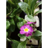 Pierwiosnek bezłodygowy-Primula acaulis