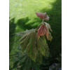 Klon ussuryjski - Acer pseudosieboldianum