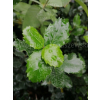 Ostrokrzew Blue Prince-Ilex x meserveae