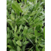 Gailardia niska-Gaillardia aristata